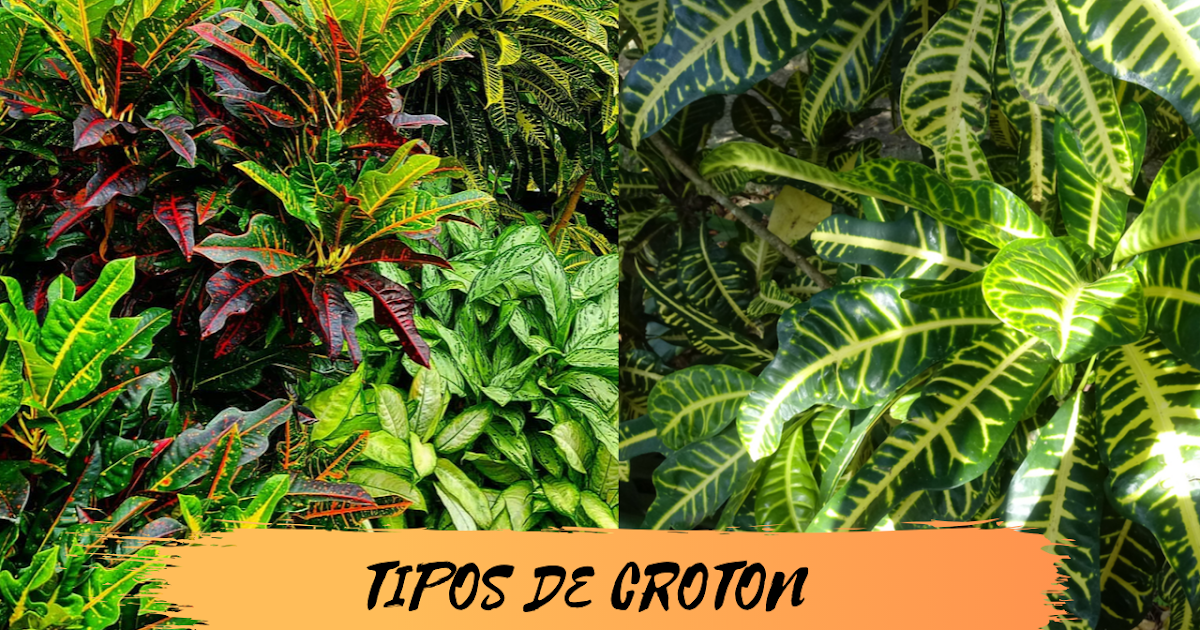 Diferentes clases de croton
