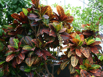 Foto de croton