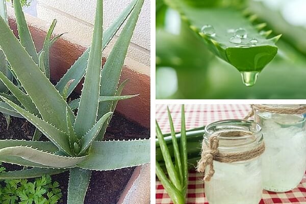 Aloe vera exceso de agua