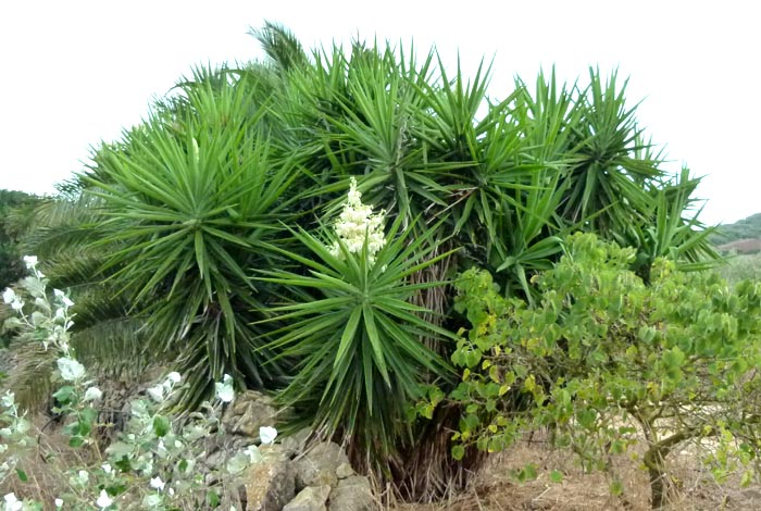 Yuca planta jardin