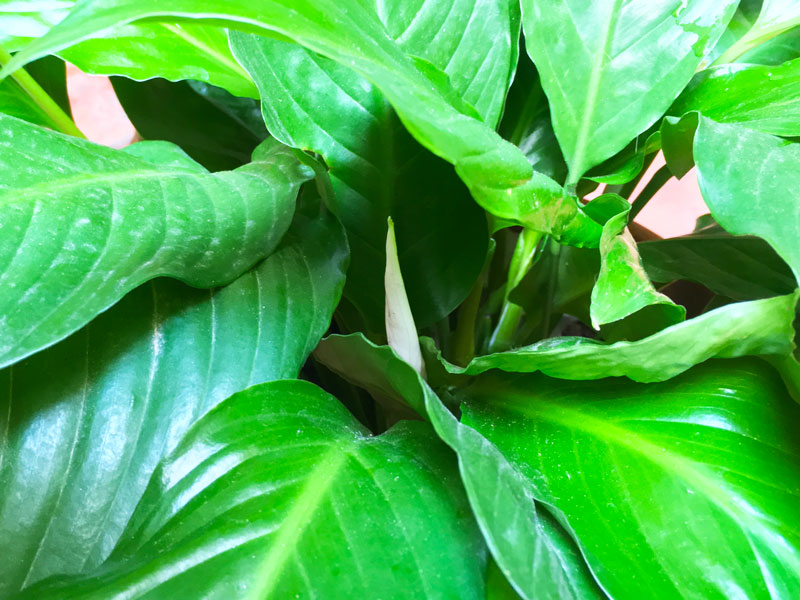 Nombre vulgar de la planta espatifilo