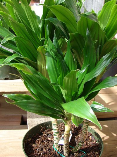 Dracena con las hojas palidas