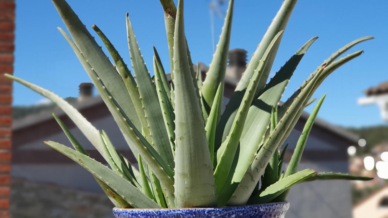 Como se debe cuidar una planta de aloe vera