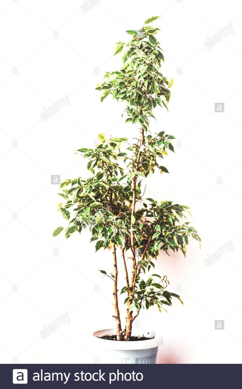 Ficus benjamina plantones