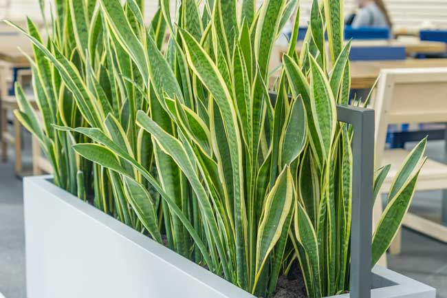 Sanseviera o lengua de suegra sansevieria trifasciata