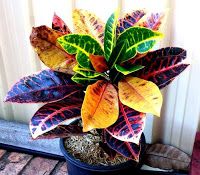 Croton no tiene esquejes