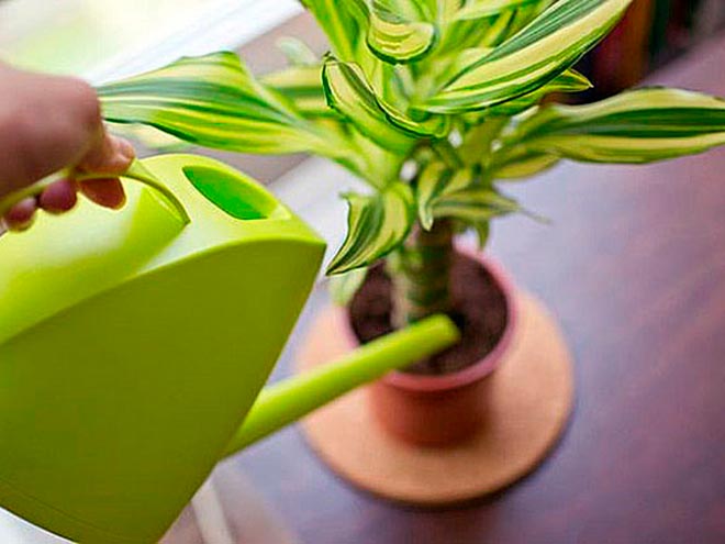 Dracena hojas rotas y secas