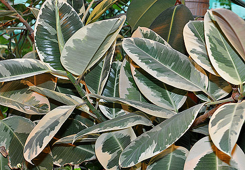 Ficus benjamina hojas pierden color