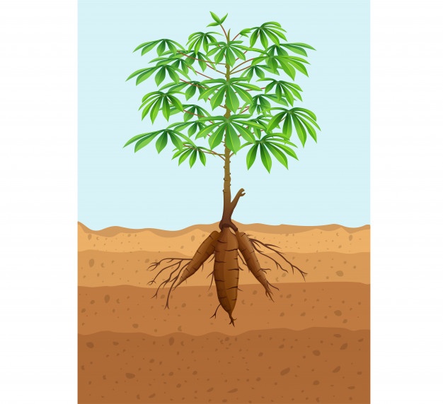 Raices de la yuca