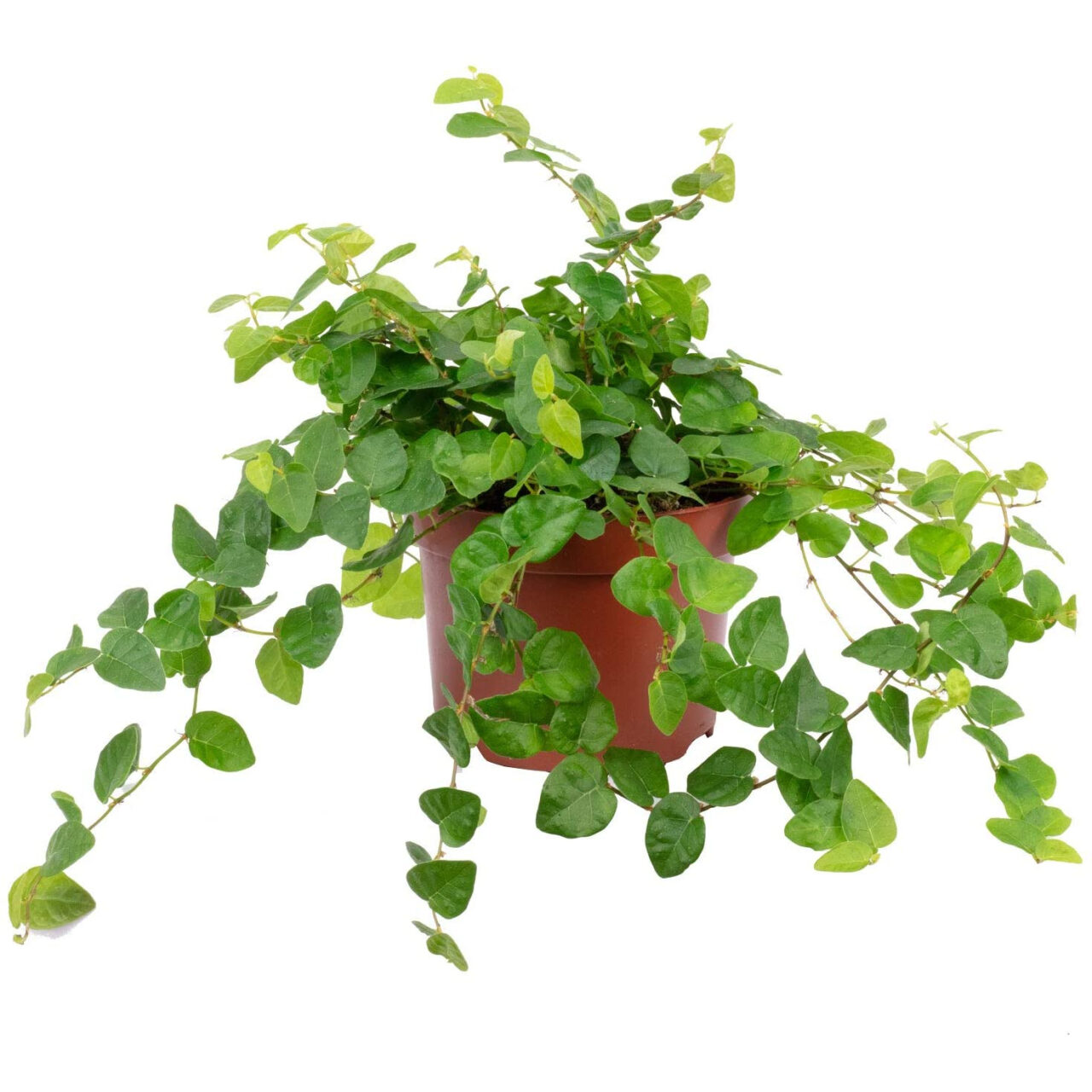 Ficus pumila tienda