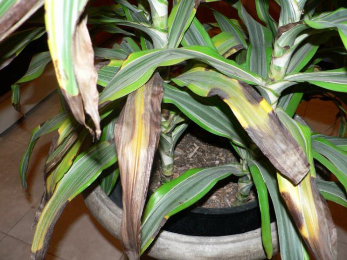 Como cortar tronco podrido dracena
