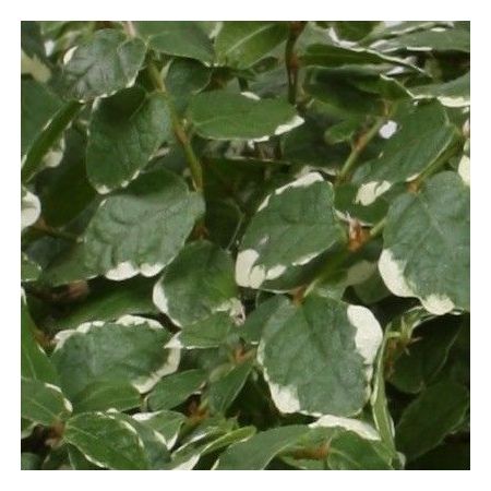 Ficus pumila white sunny cuidados