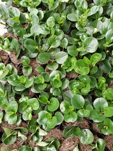 Como se llama en mexico la peperomia