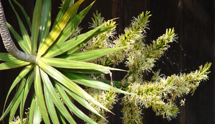 Enfermedades de la dracena sanderiana