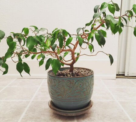 Limpiar cepellon ficus benjamina