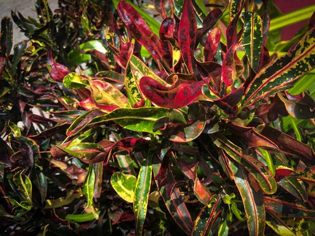 Planta croton exterior