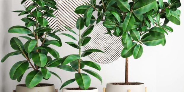 Ficus benjamina hojas con manchas y se secan