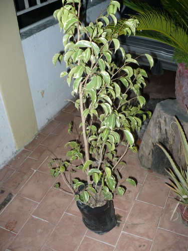 Ficus benjamina podas