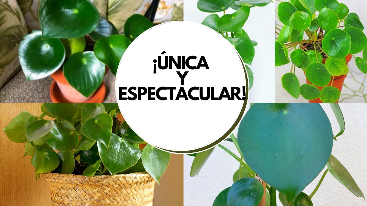 Peperomia polybotrya cuidado