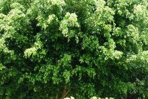 Arbol ficus benjamina caracteristicas