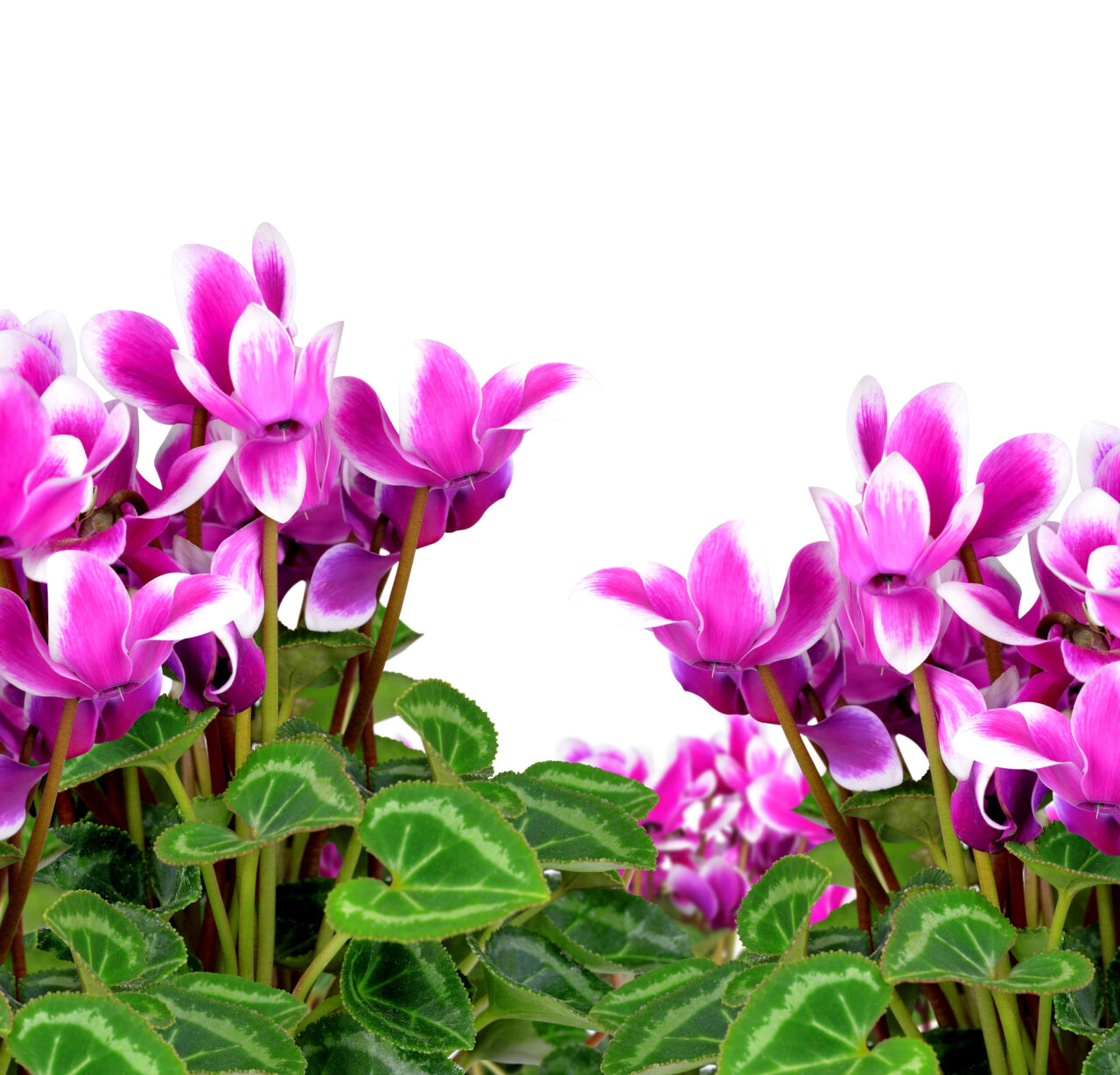 Cultivo de ciclamen