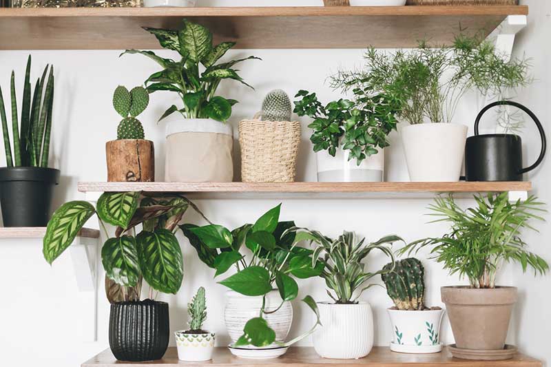 Planta espatifilo es tixica