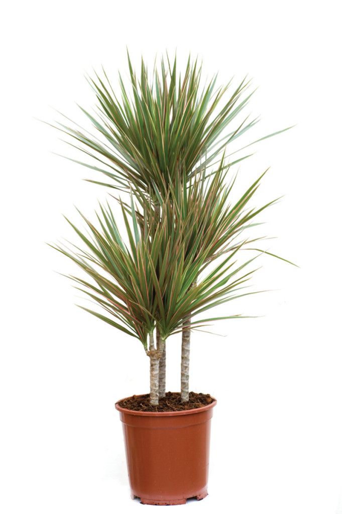 Dracena moscas pierde hojas