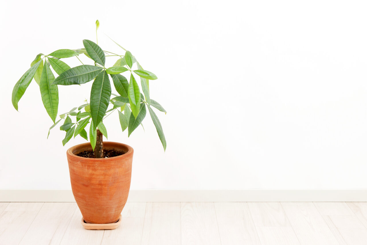 Cuidados de la planta del dinero en verano