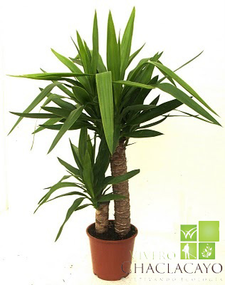 La planta yuca es de sol o sombra