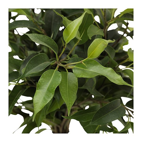 Mosca blanca podar ficus benjamina