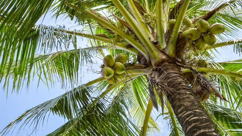 Como proteger un cocotero en invernadero