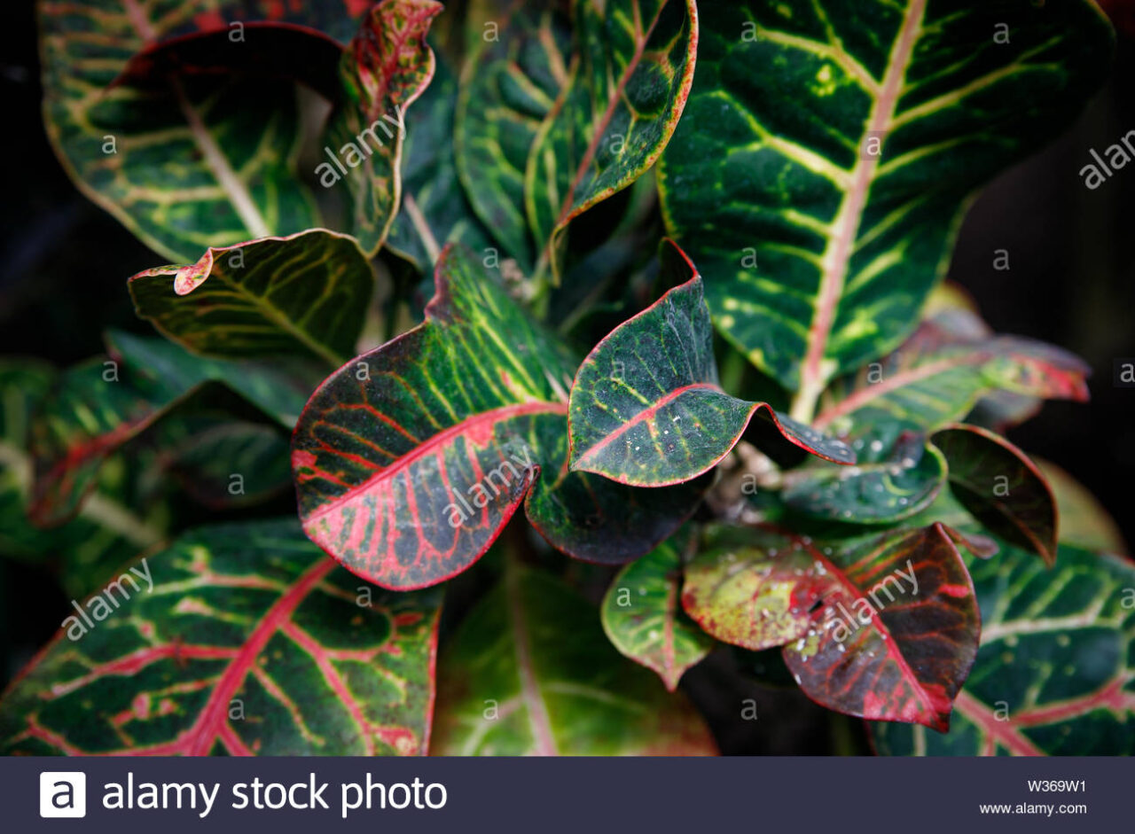 Pigmentacion de la planta croton