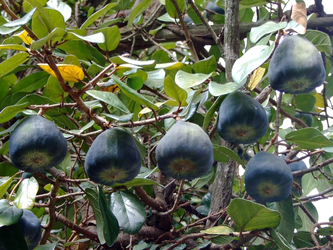 Reproducir ficus pumila