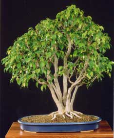 Moldear modelar ficus benjamina
