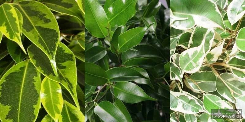 Ficus benjamina hojas rotas