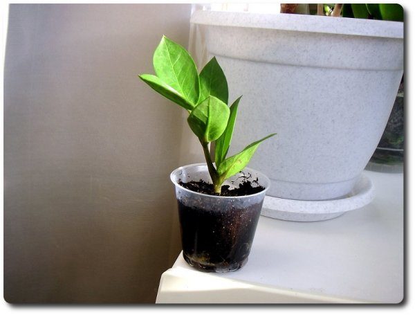 Como obtener de una hoja de zamioculca una planta
