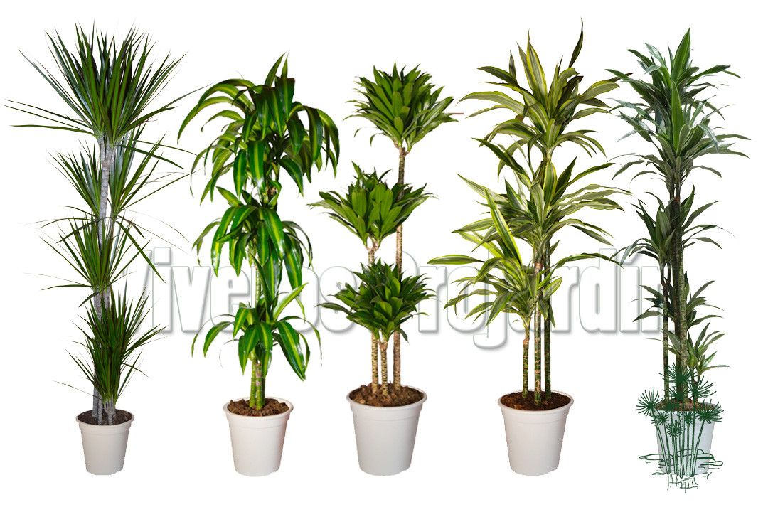 Ver variedades de dracena
