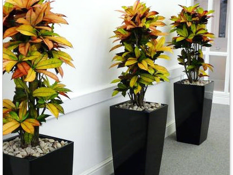 Croton reproduccion por esquejes