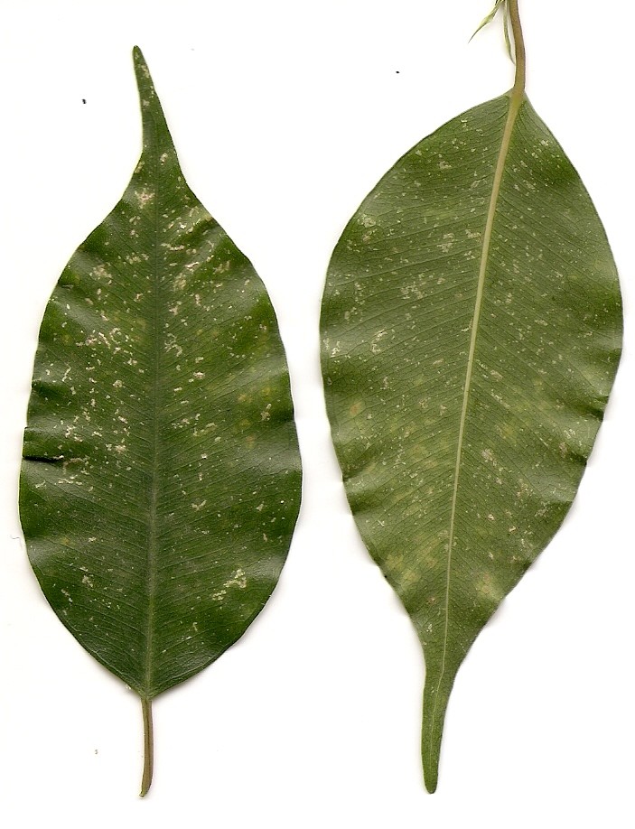 Hongos fumagina ficus benjamina