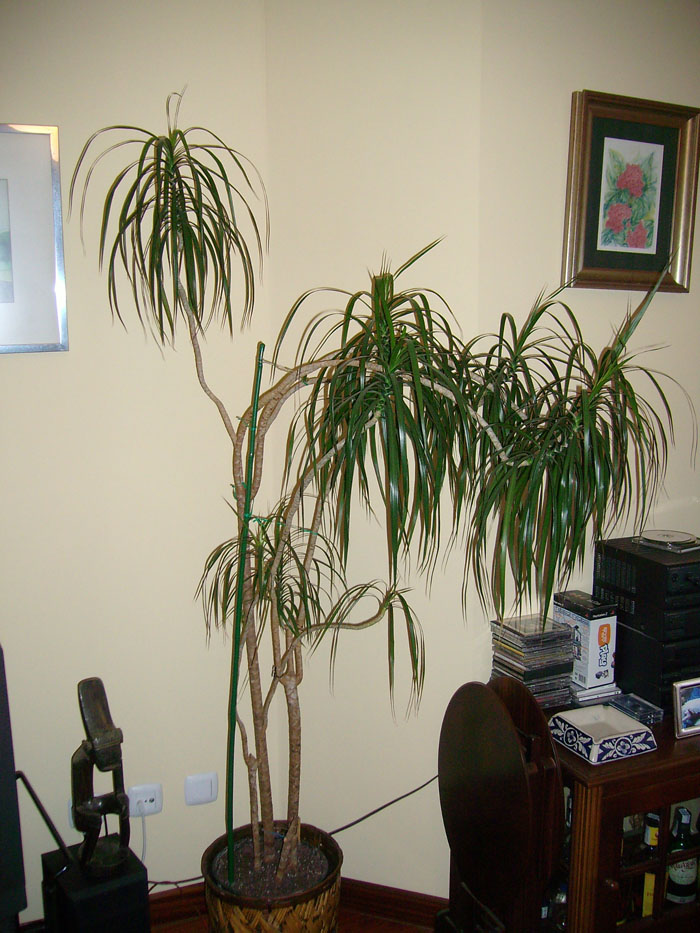 Cortar rama dracena para trasplantar
