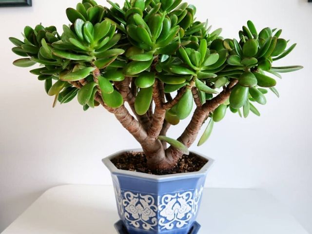 Planta del dinero hojas sin brillo