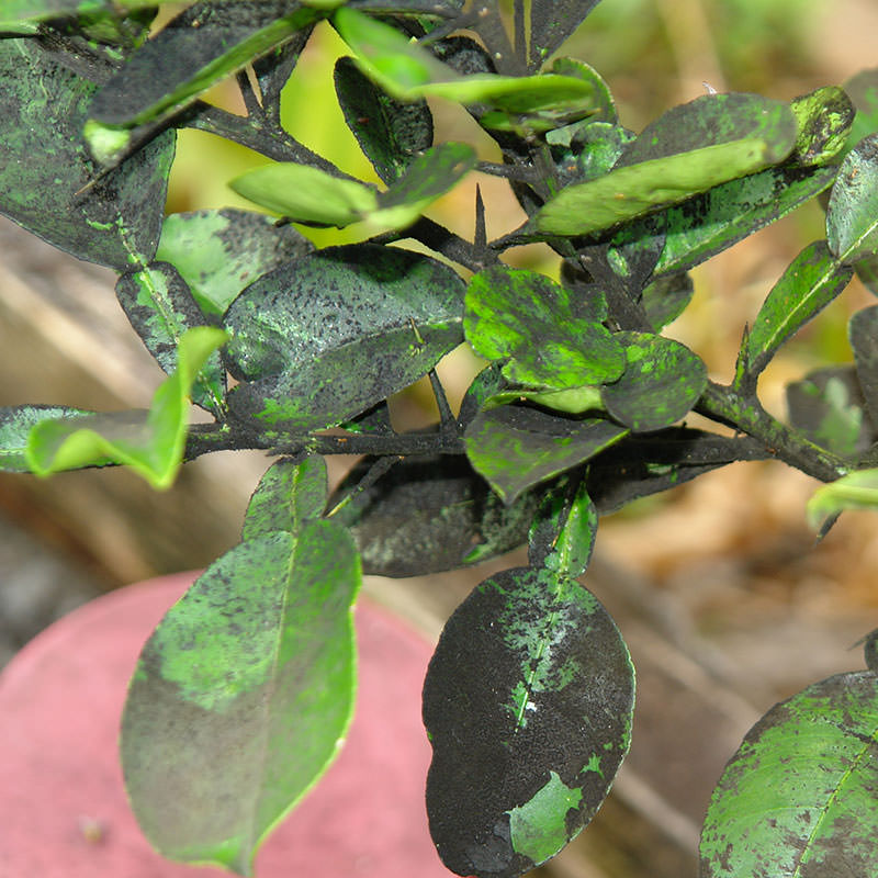 Ficus benjamina hojas pegajosas