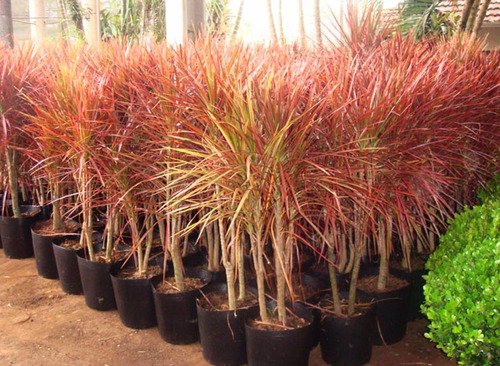 Dracena roja aguanta las heladas
