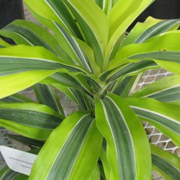 Plantas de interior dracena lemon