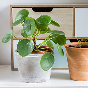 Sustrato para planta del dinero