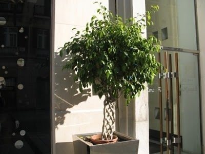 Cultivar ficus benjamina