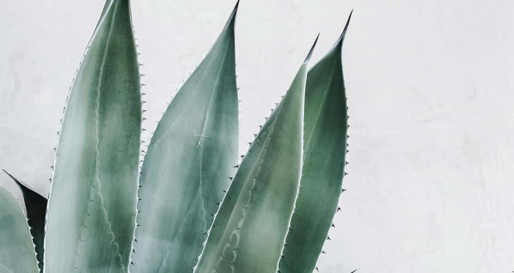 Nombres de aloe vera