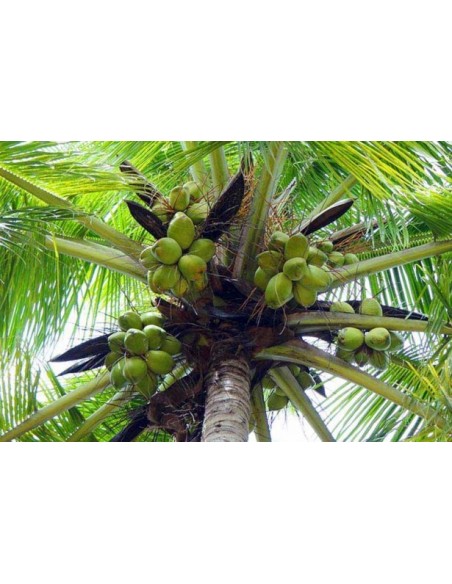 Comprar cocotero enano españa