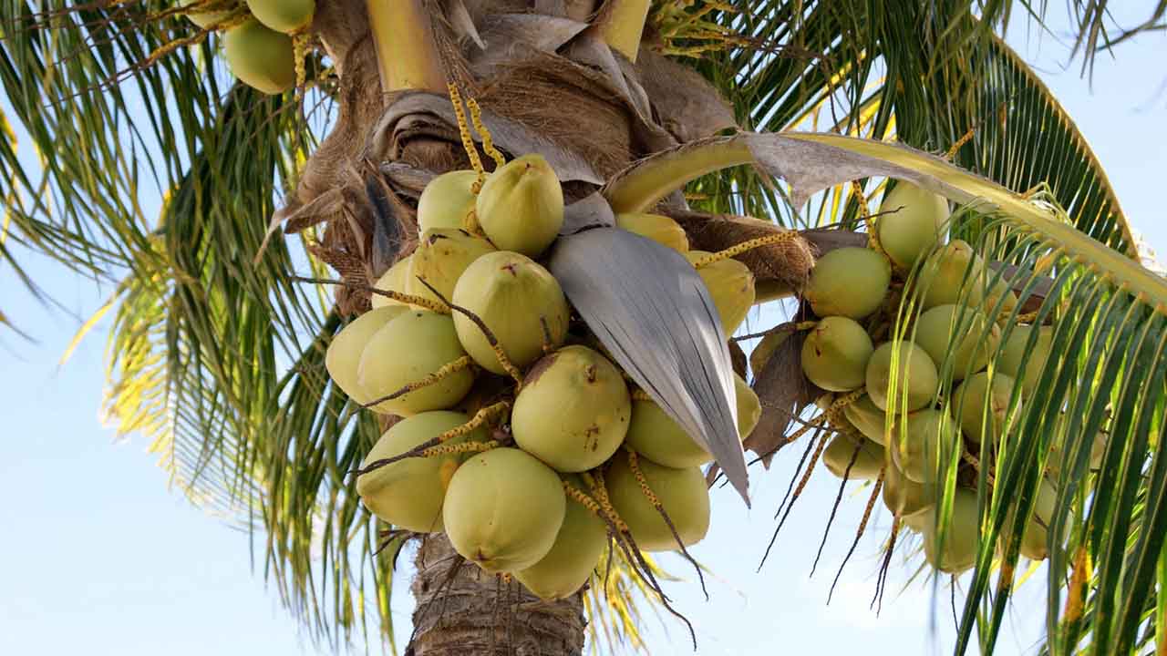 Arbol cocotero del estado zulia