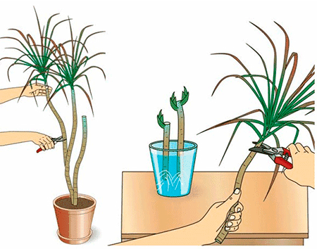 Cortar dracena y transplantar